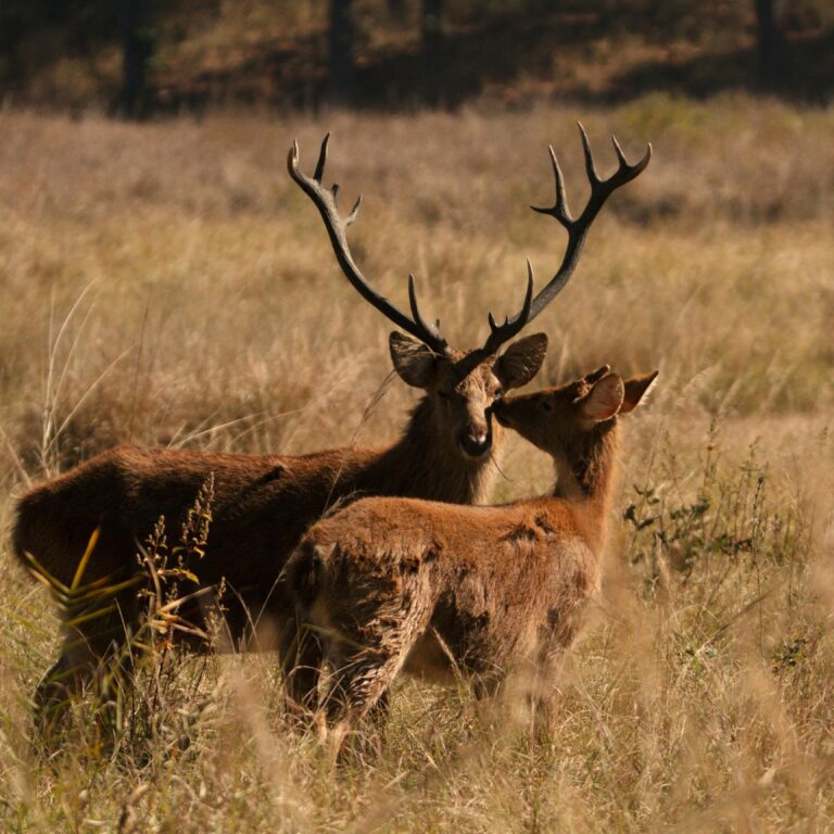 A pair of red deer in their natural habitat during the daytime, showcasing their antlers.