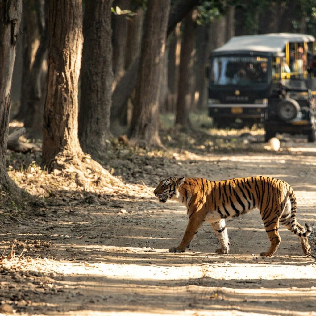 a tiger walking on a dirt road