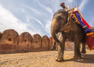 man riding on walking elephant at daytime