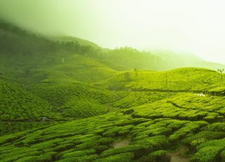 green fields